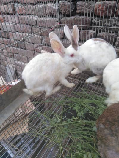for sale fsd rabbits