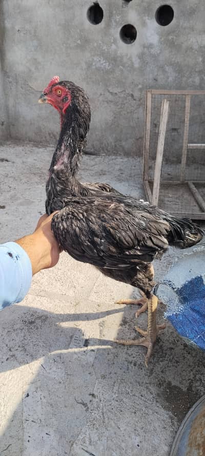 bule shamo for sale