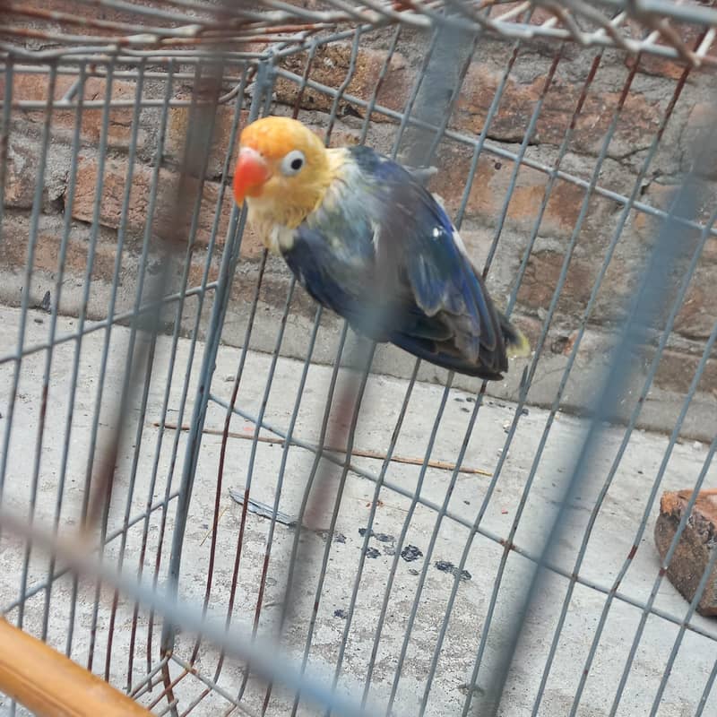 Parblue opaline patha. 0
