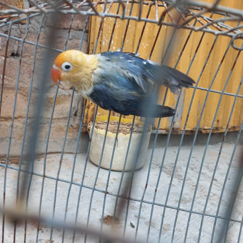 Parblue opaline patha. 1