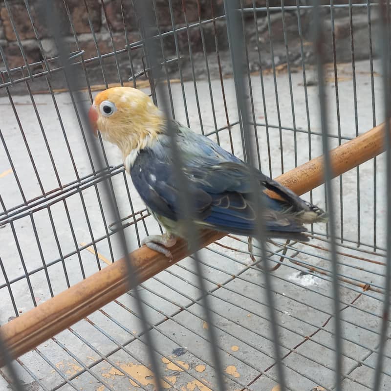 Parblue opaline patha. 2