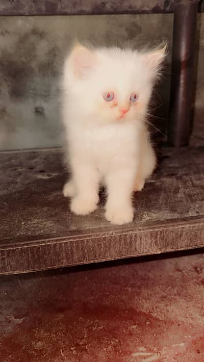 Persian cats for sale