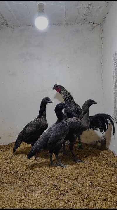 Dragon ||Black Shamo / White Shamo / Blue|| Ayam cemani  || Chicks