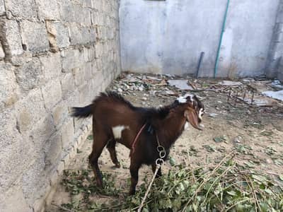 2 daant bakra for sale