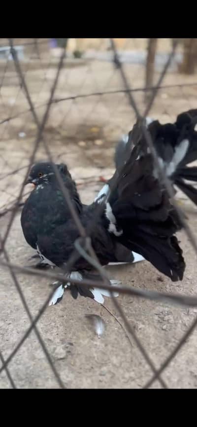 American fantail pigeon
