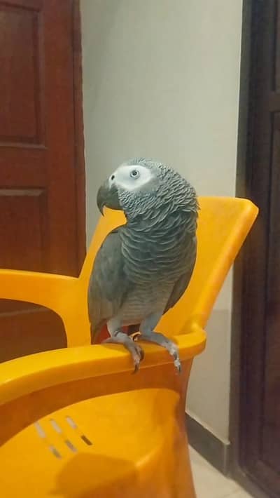Grey parrot for sale no negotiate