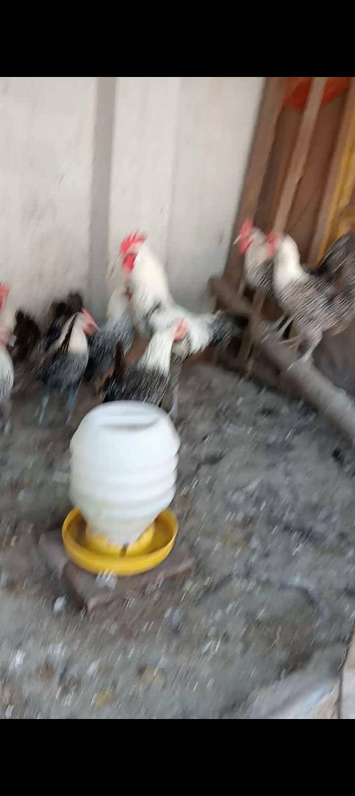 fertile eggs 3