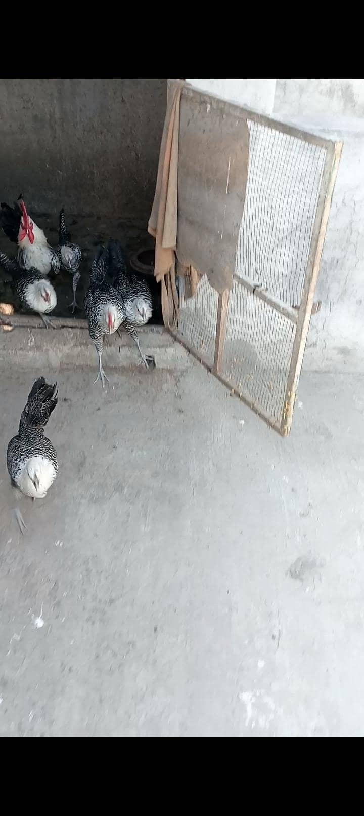fertile eggs 5