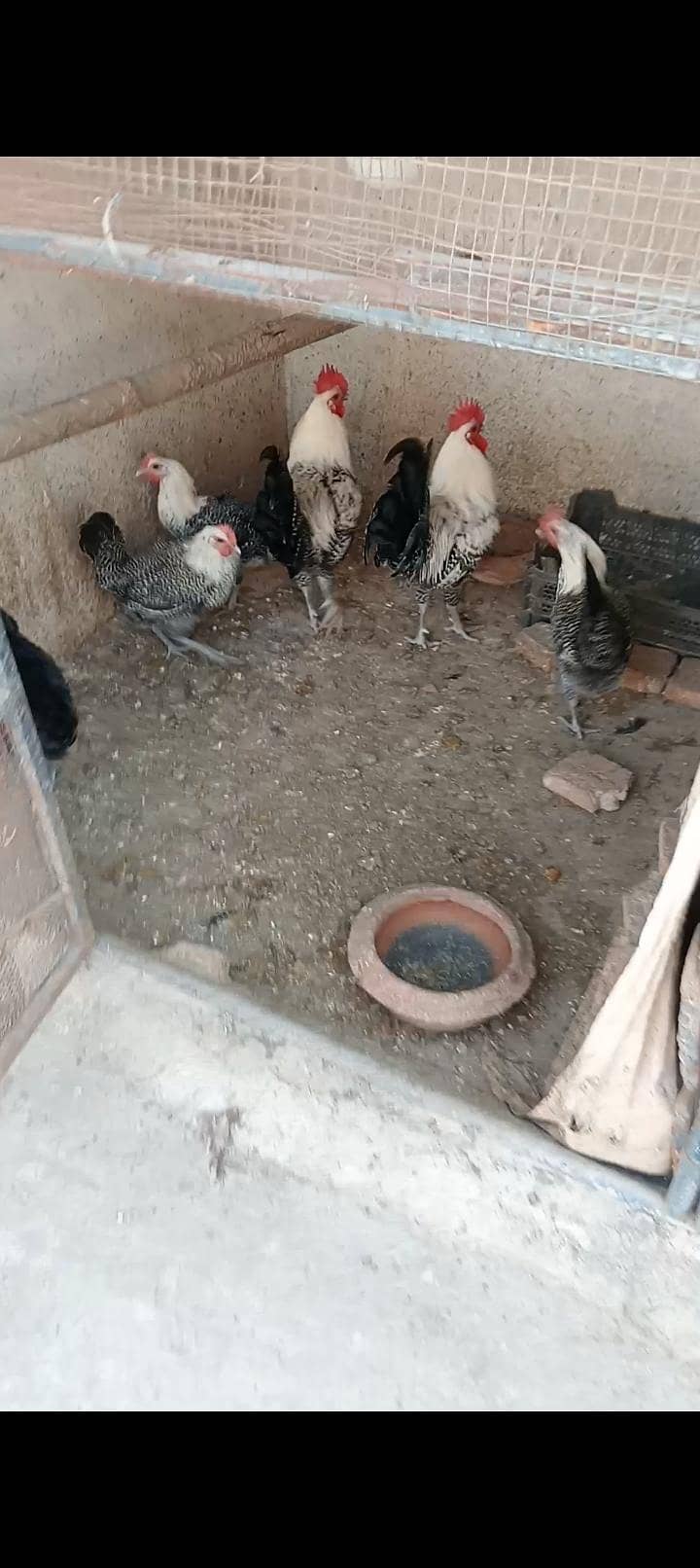 fertile eggs 6