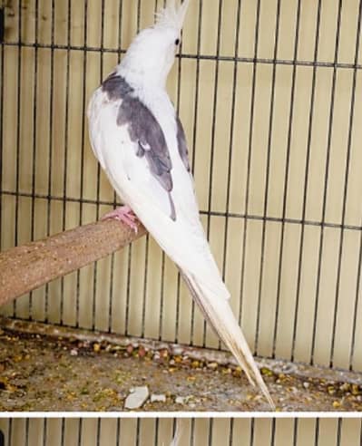 V pied single male. 0336.4306545