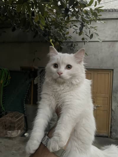 Persian Male for sale