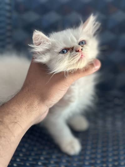 Kittnes for sale (both male)