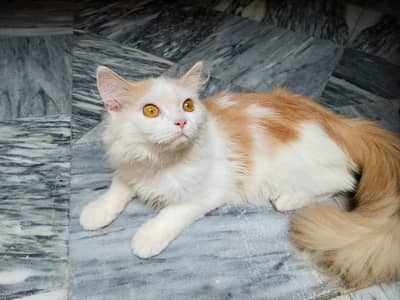 Pure persian male kitten contact 0.3. 4.4. 7.0. 7.3. 7.8. 4