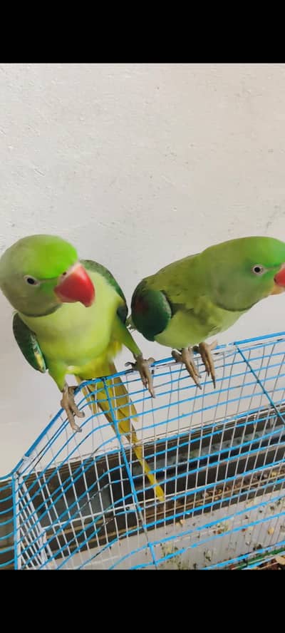 Alexander parrots for sale