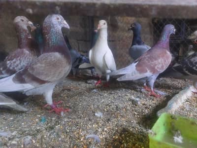 imported breeders  homer peigos  for sale +923111100074