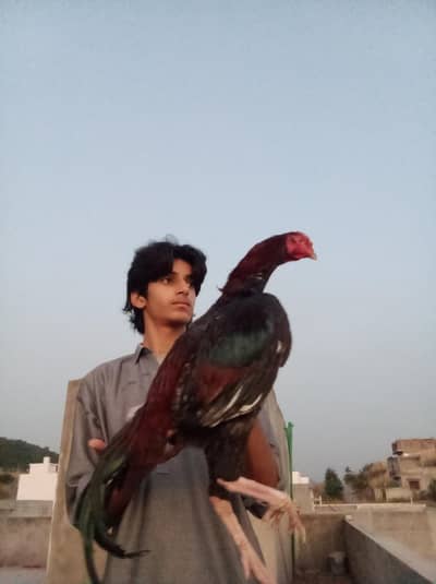 Aseel Quality Male