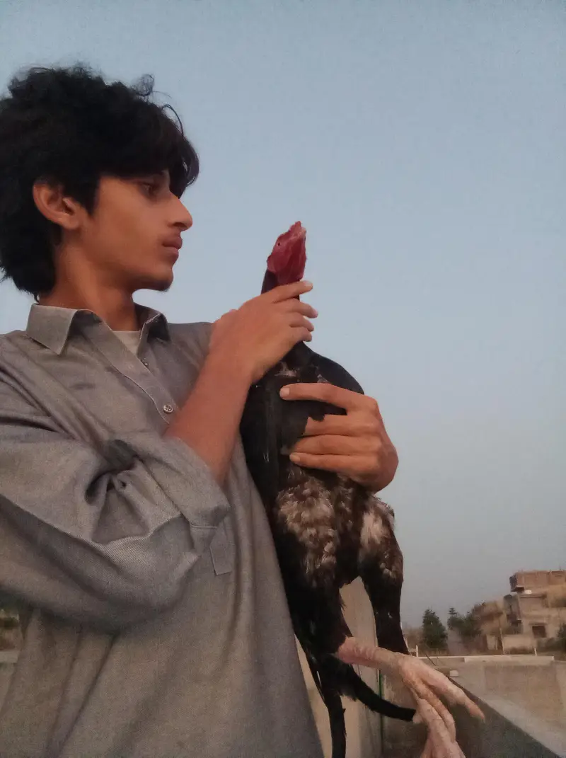 Aseel Quality Male — photo 2