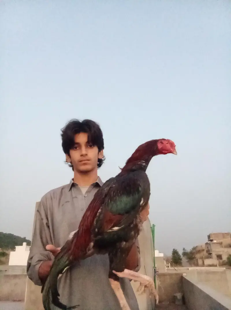 Aseel Quality Male — photo 3