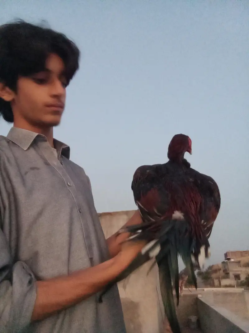 Aseel Quality Male — photo 4