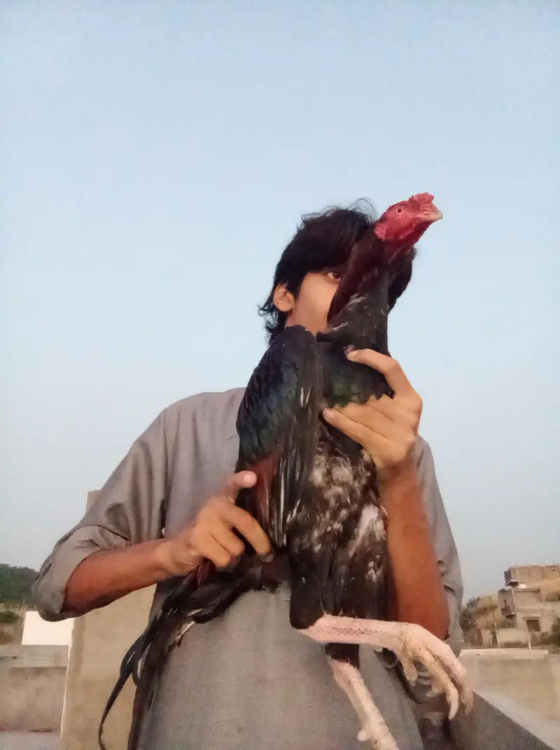 Aseel Quality Male — photo 5