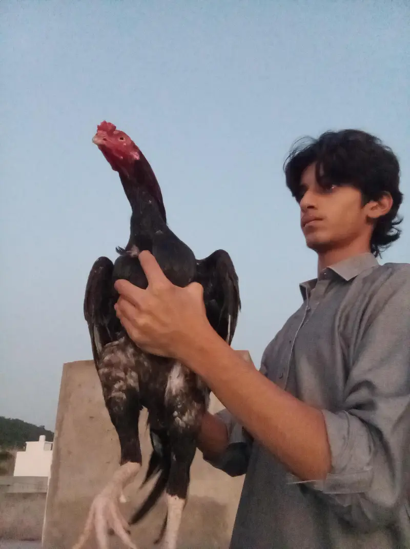 Aseel Quality Male — photo 6