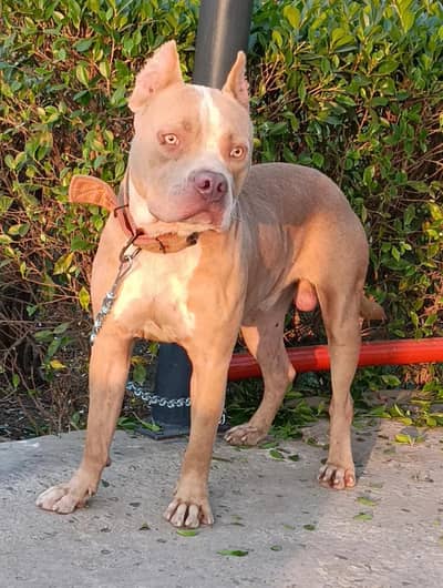 Pitbull male