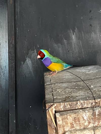 goldian finch breeder male