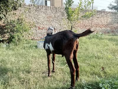 dise Bakra bacha gajo mata me