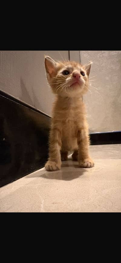 kittens for sale