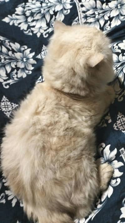 Persian male cat