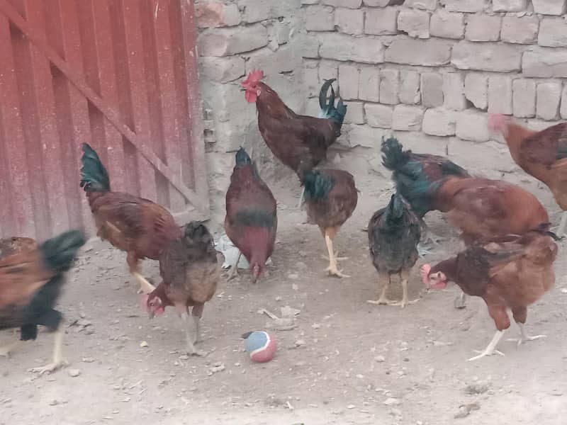 golden misri 1
