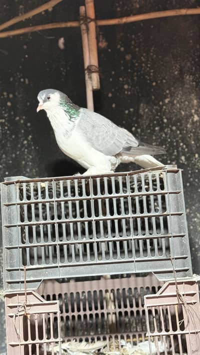 German sherazi huge size breeder par and ready to breed male