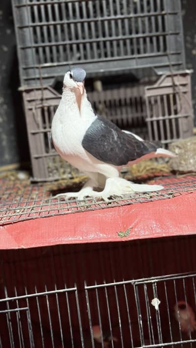 German sherazi huge size breeder pair and ready to breed male