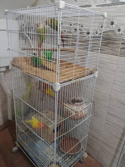 2 types of parrots for sale