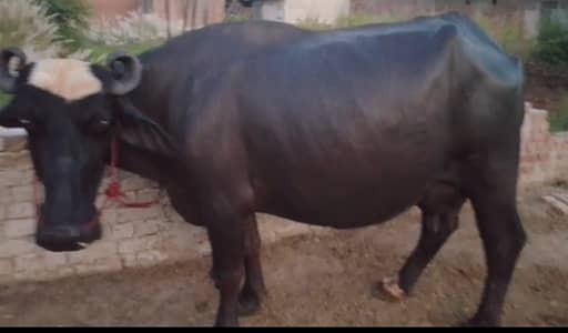 Nilli ravi 7 sy 8 kg milk without wanda urgent for sale pichay katti