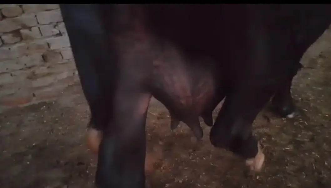 Nilli ravi 7 sy 8 kg milk without wanda urgent for sale pichay katti — photo 2