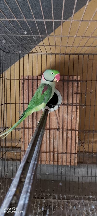 Raw breeder pair with cage and box
