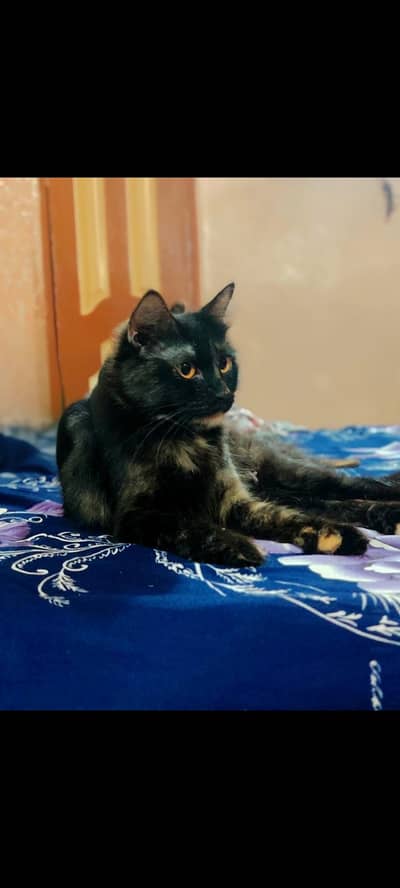 Persian Cat For Sale