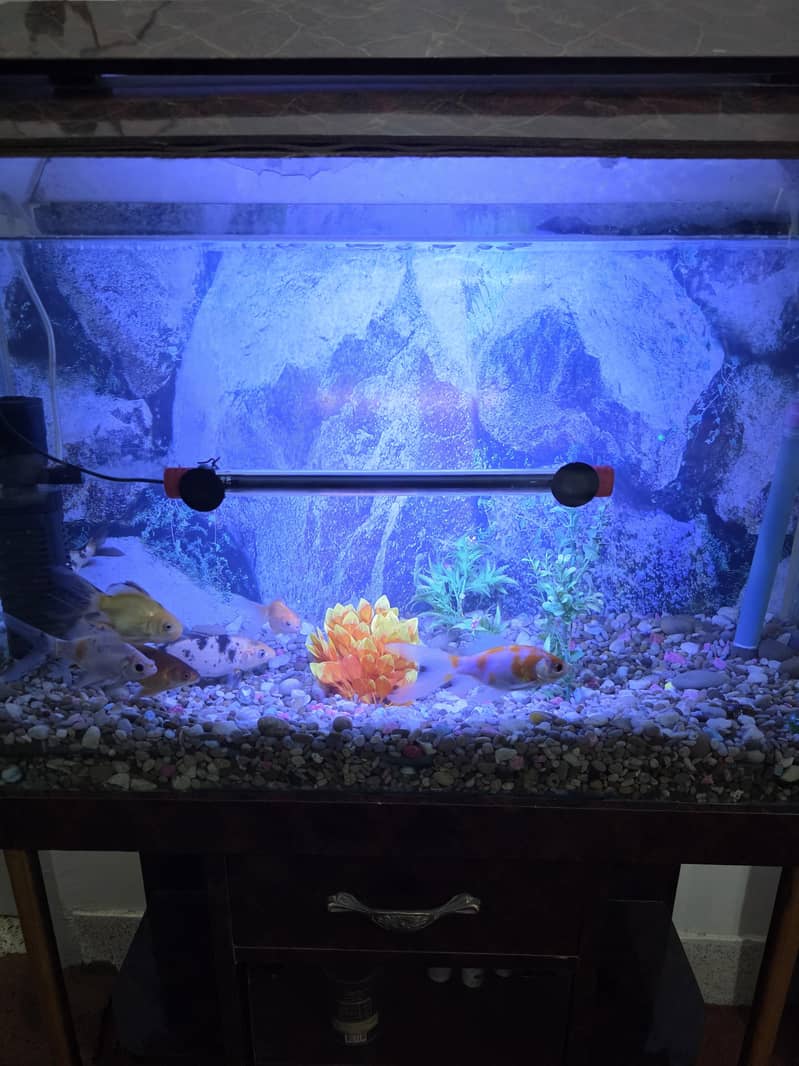 Aquarium 1