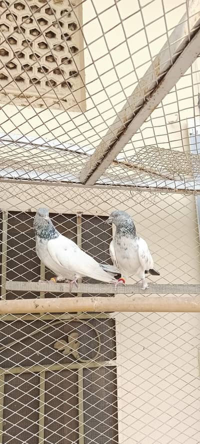 jora for sale. contact whatsapp