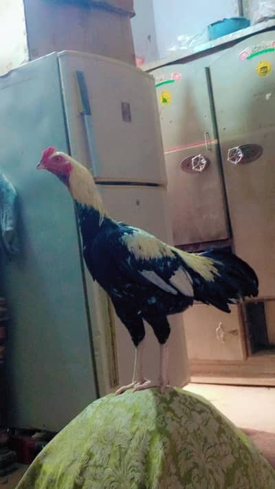 sindi jawa Aseel parrot for sale