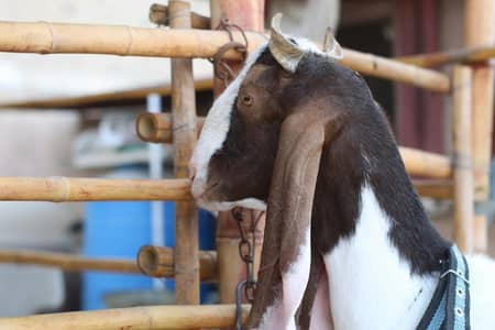 gulabi pateri bakri (2dant)