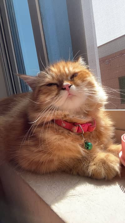 Persian Beautiful  cat
