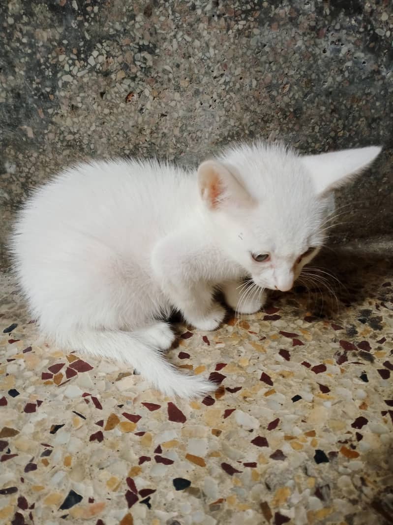 Cats Available 0