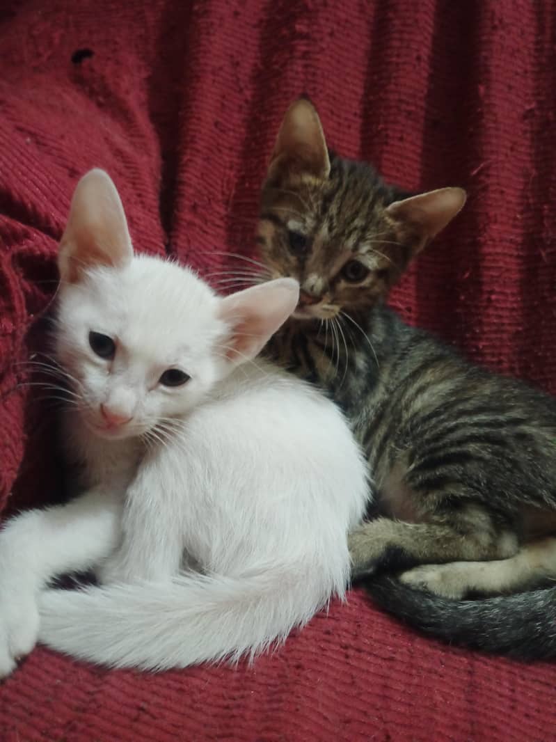 Cats Available 1