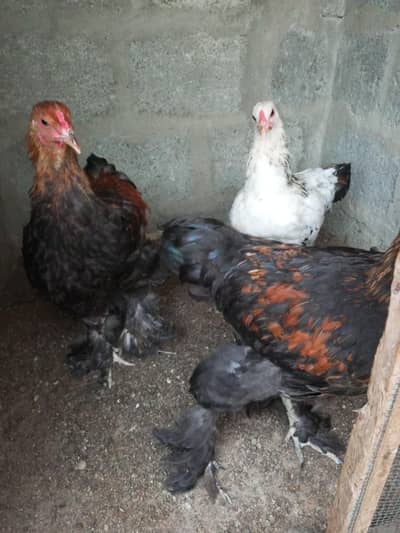 03 x Males Brahma Buff Cross Breed And 01 x Misri Female For Sell