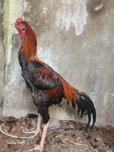 for sell