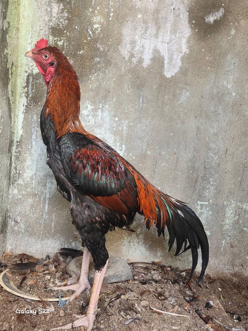 for sell 0