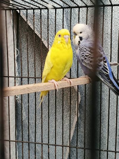 Australian parrot breeder pair Jambo king size