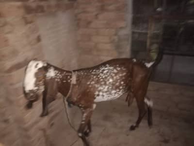 makki cheni bakri 2month gabban 03217327735